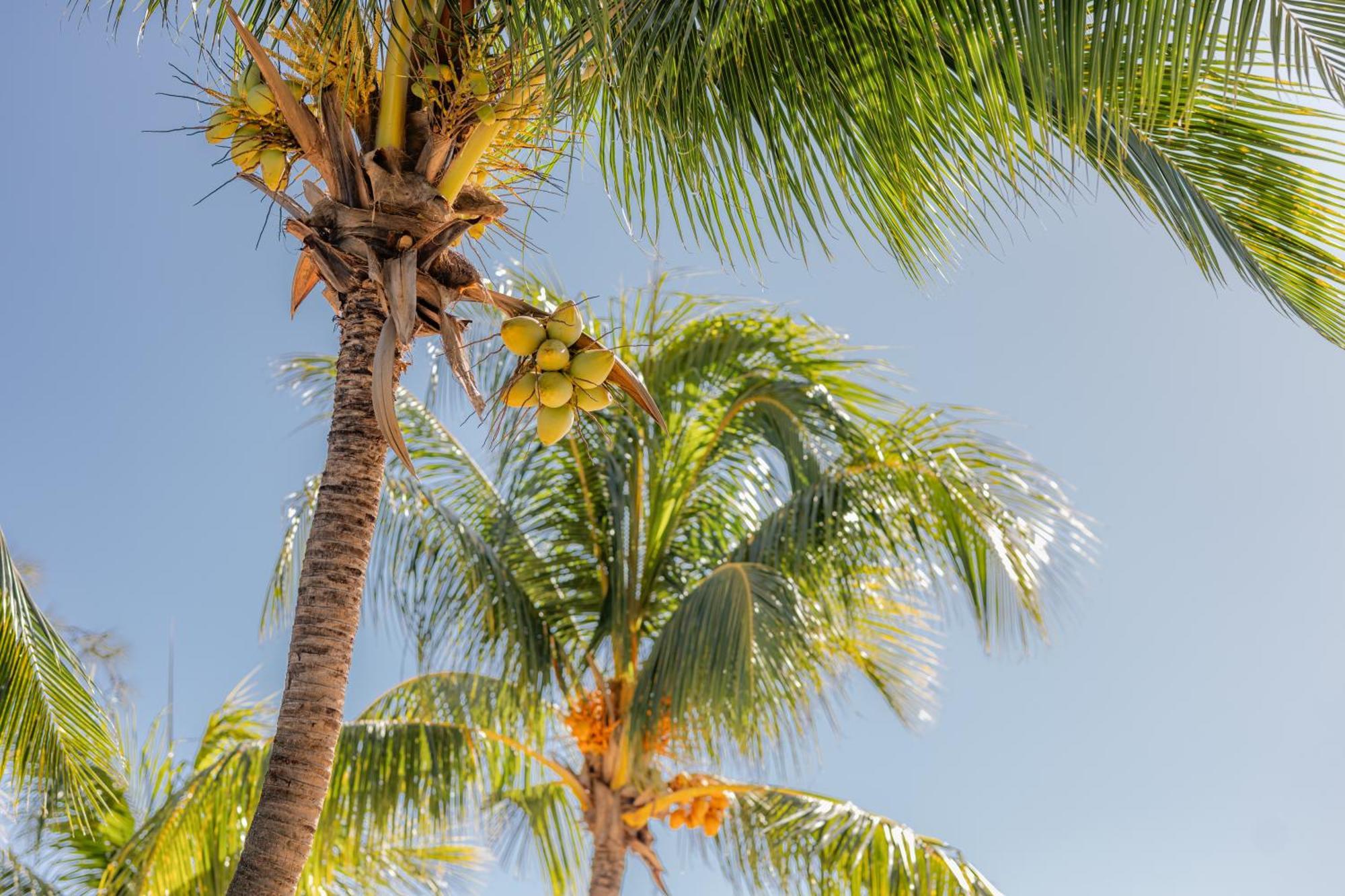 Cocotiers - Mauritius 2* Baie-du-Tombeau