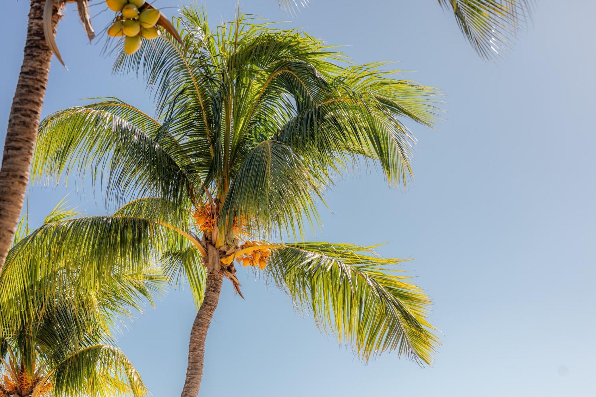 Cocotiers - Mauritius होटल Baie-du-Tombeau